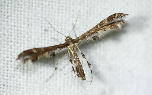 Capperia fusca